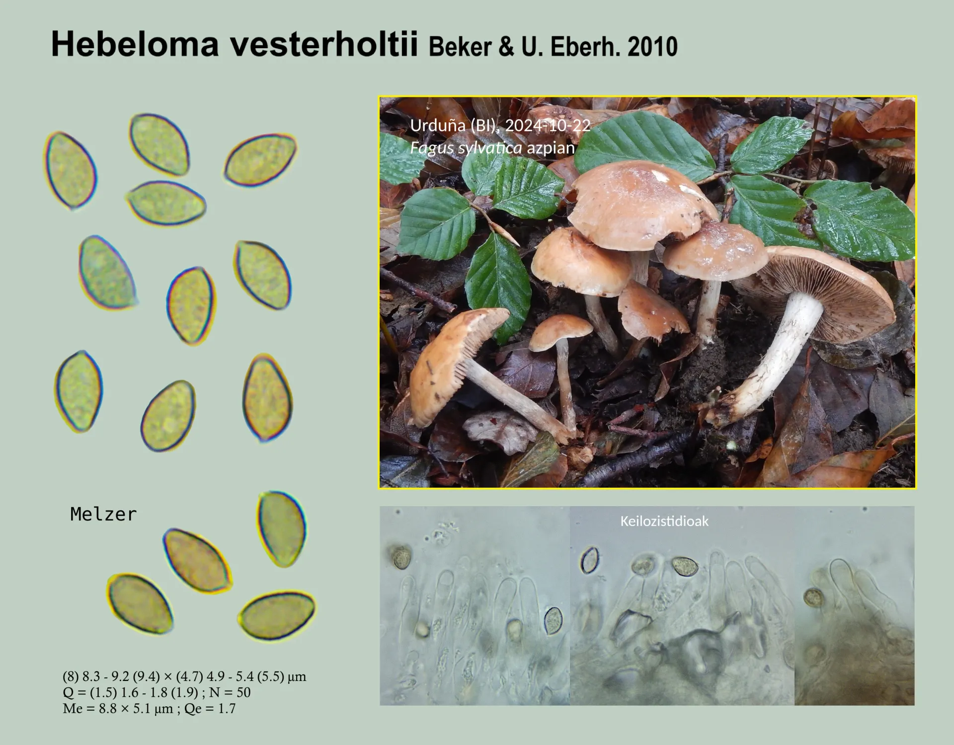 Hebeloma vesterholtii